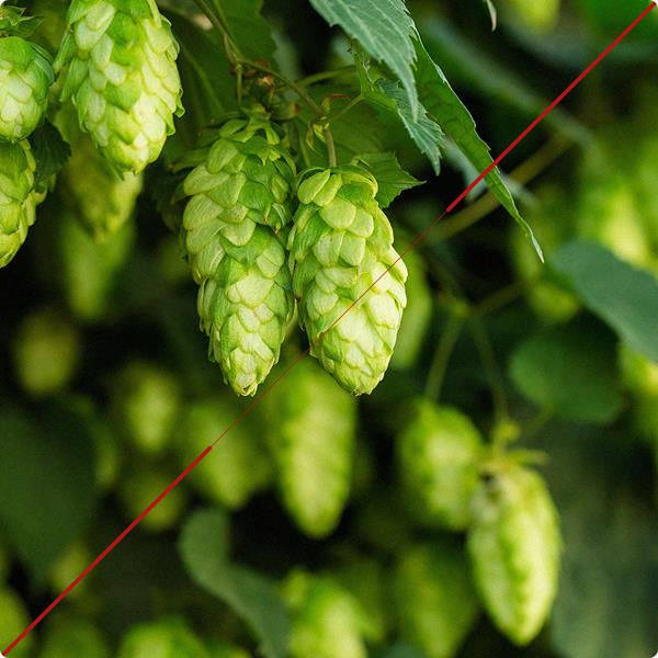 Tout savoir sur la bière BIO en 8 questions